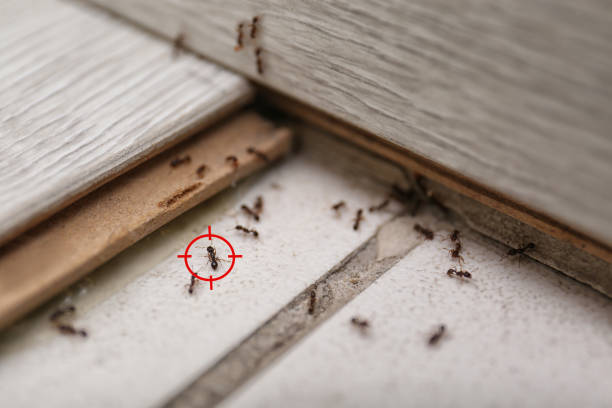 Best Pest Control for Homes  in Piedmont, OK